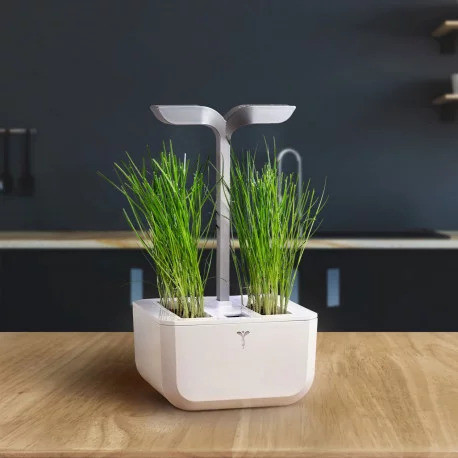 Véritable Lingot kínai metélőhagyma - BIO